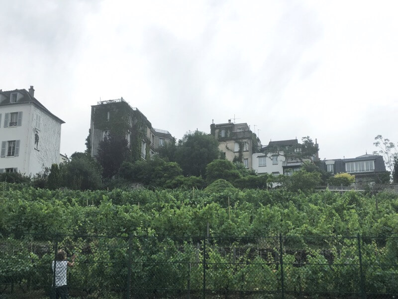 A vineyard in the middle of Paris