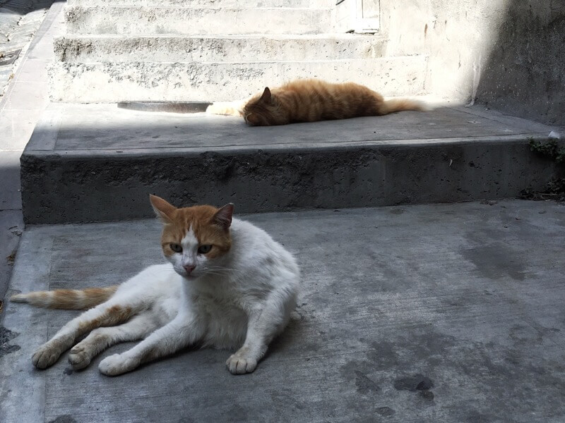 Cats on steps