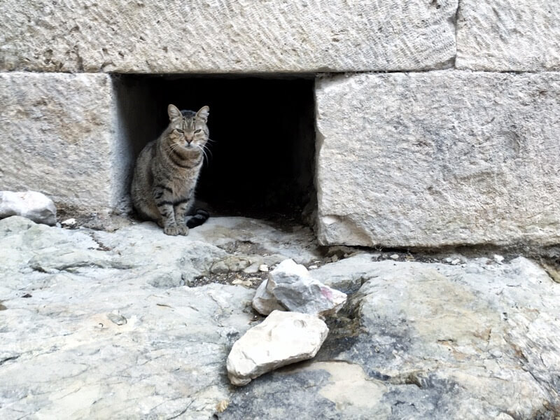 Basement cat