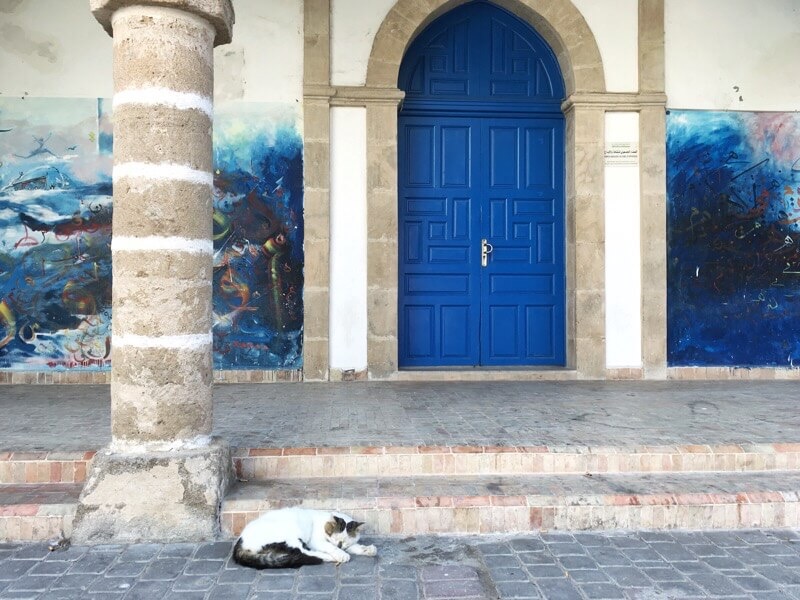Blue door, stray cat