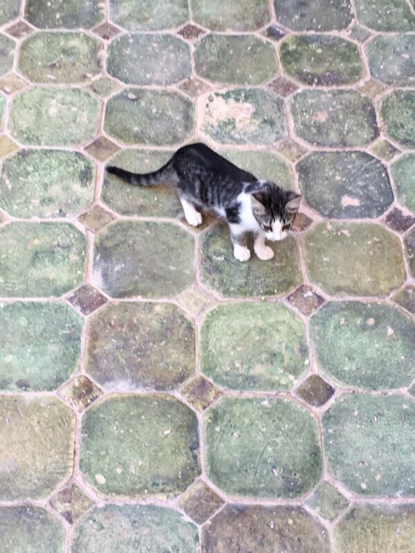 Green tile, stray cat