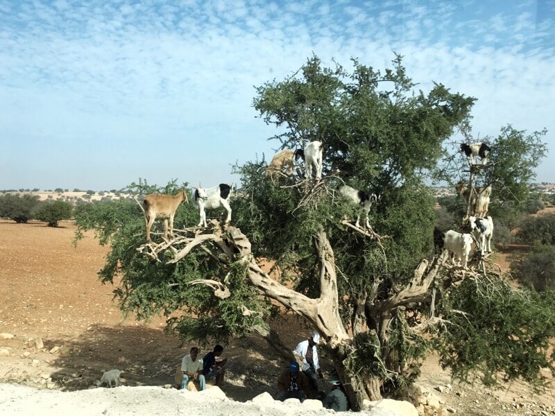 Tree goats