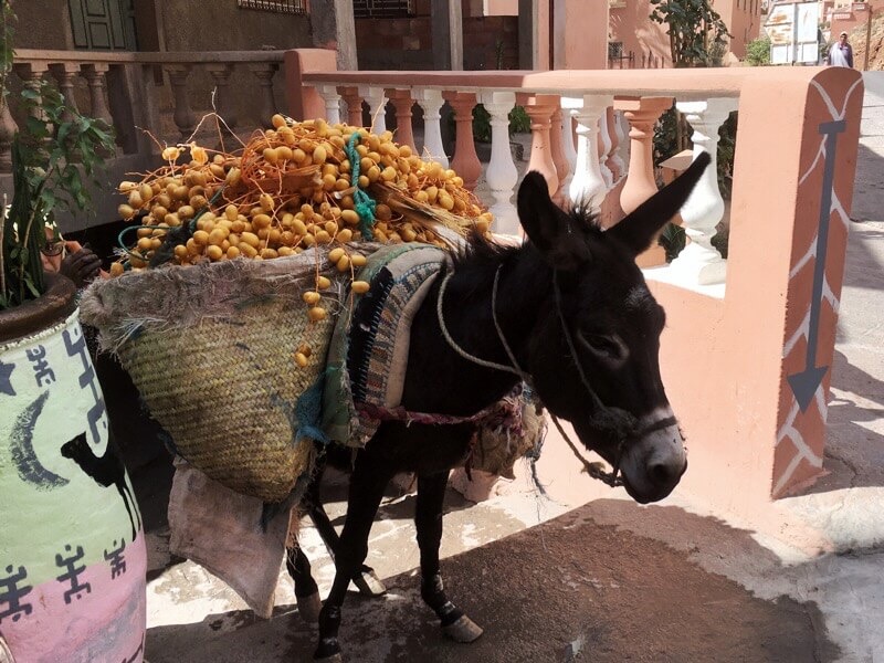 A donkey with his haul