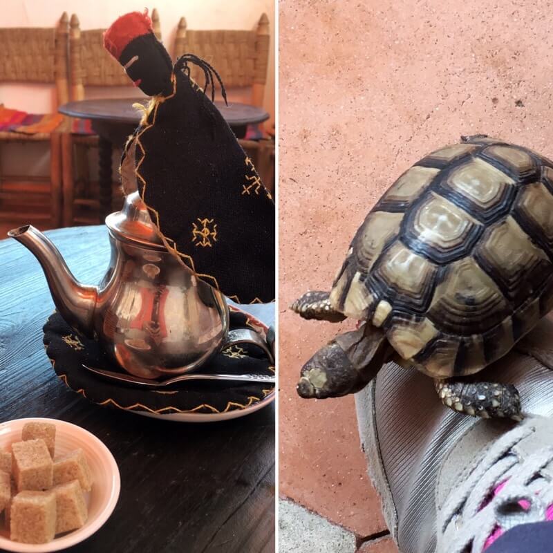 Tea and turtles